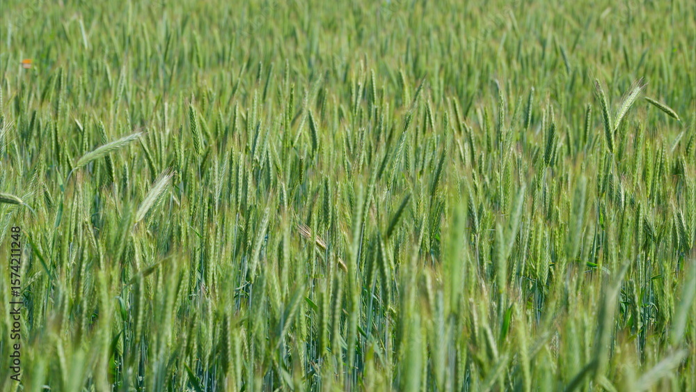 A Lush and Vibrant Green Field Thriving Beautifully Beneath the Bright Sunlight of a Clear Day A Lush and Vibrant Green Field Thriving Beautifully Beneath the Bright Sunlight of a Clear Day