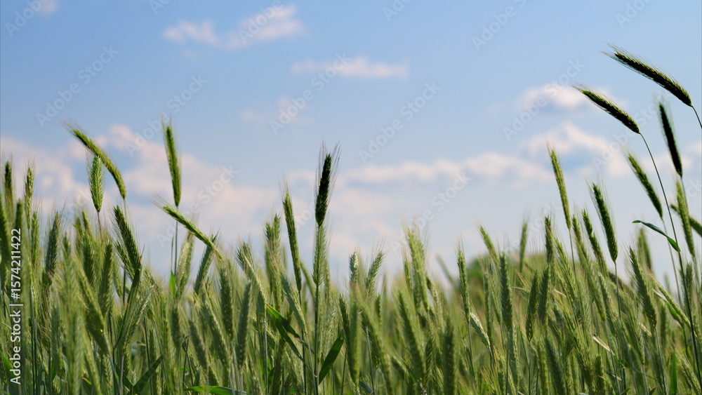 Fototapeta premium A Beautiful Lush Green Wheat Field Stretching Under a Vast, Clear Blue Sky Above
