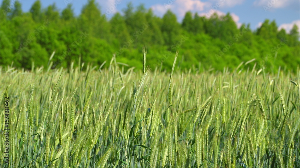 Fototapeta premium A green wheat field stretches under a blue sky, showcasing natures beauty and bounty