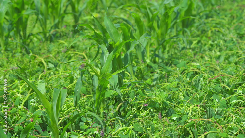 Obraz premium A lush green corn field thriving, surrounded by rich ground cover and abundant life