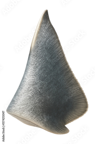 Spiny dogfish dorsal fin with small, sharp spine at the leading edge