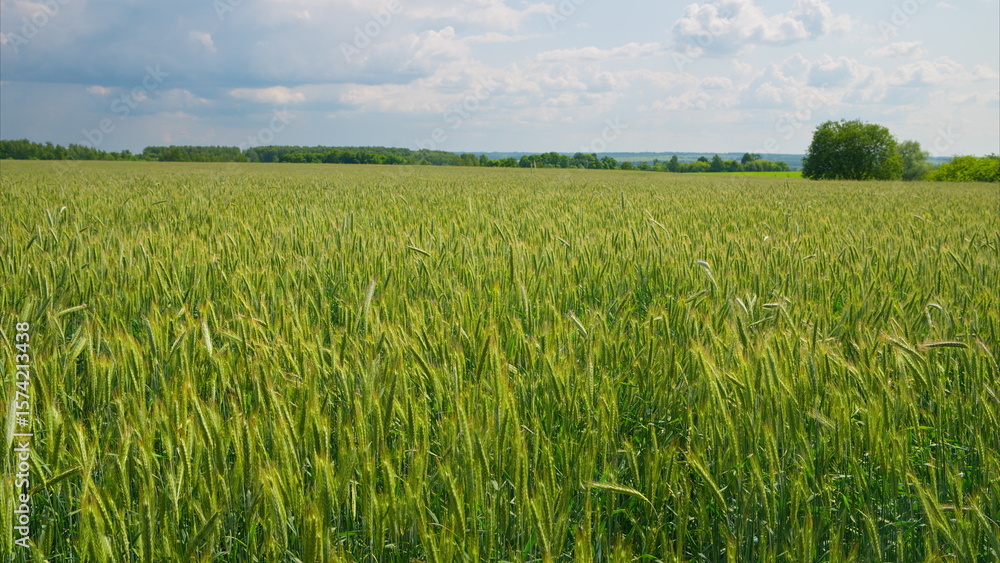 Obraz premium An Expansive Green Wheat Field Spreading Out Beneath a Beautiful Cloudy Sky Above