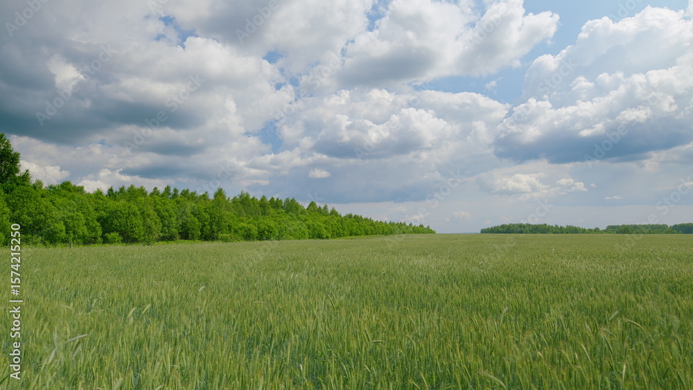 Fototapeta premium A Lush Green Field Spread Out Under a Dynamic and EverChanging Cloudy Sky Above