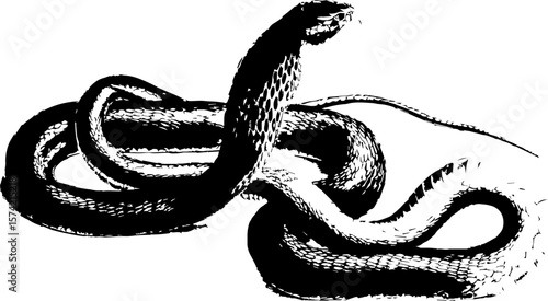 Print effect snake