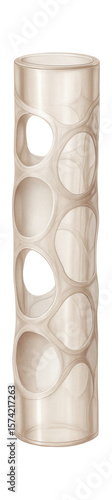 Sinusoidal capillary with large openings and discontinuous endothelial lining