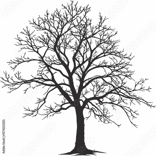 Leafless tree silhouette branches winter