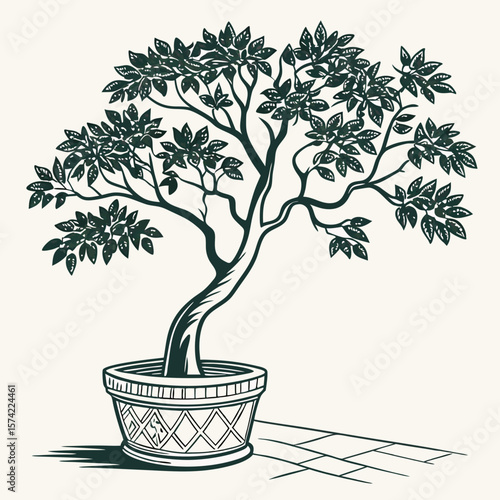 Dark green leafy tree in decorative pot on pavement