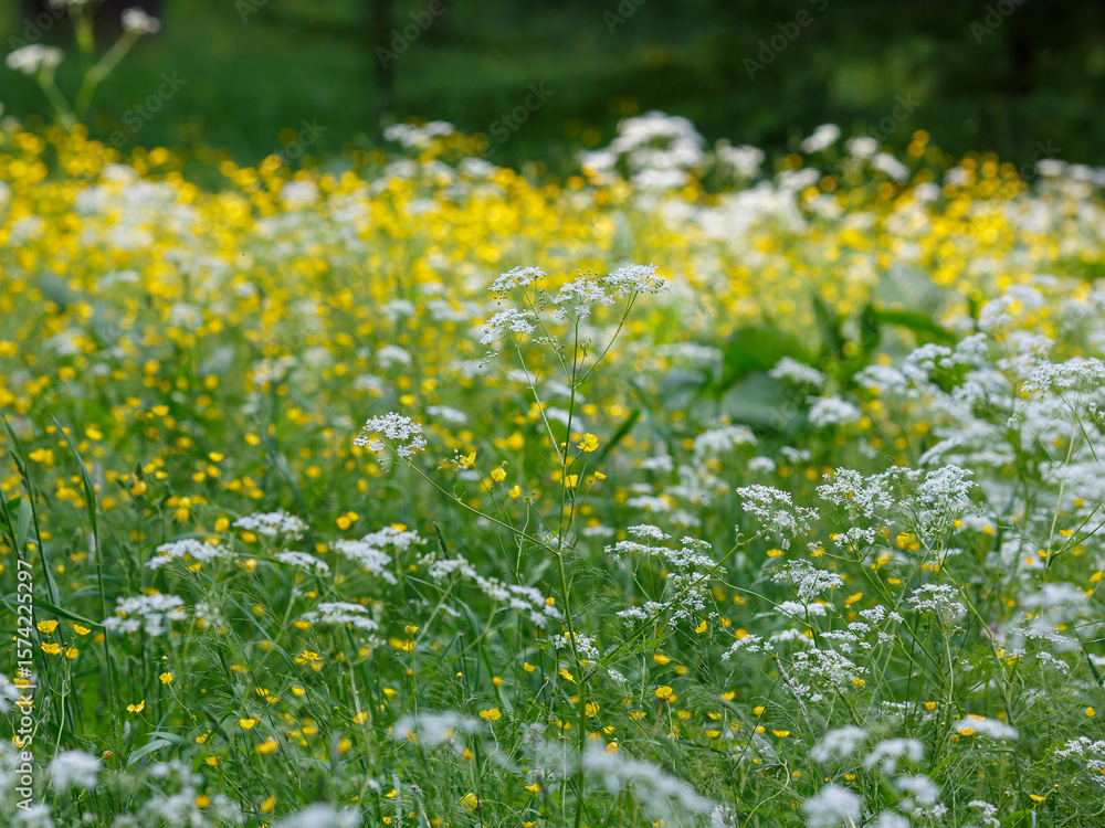Fototapeta premium Anthríscus ( Latin- Anthriscus ) is a genus of annual , biennial and perennial herbaceous plants of the Umbelliferae family ( Apiaceae )
