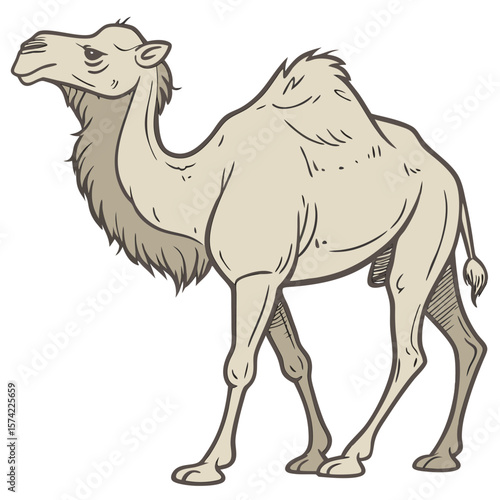 Camel standing on white background animal desert