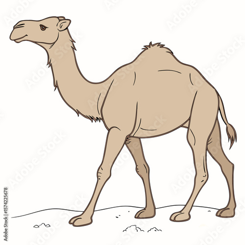 Camel walking on sand desert animal
