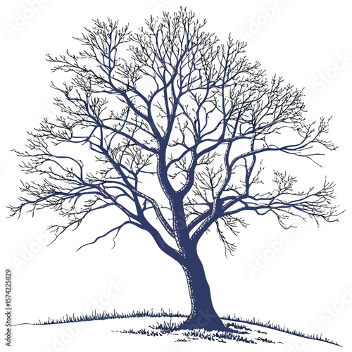 Majestic bare tree with intricate branches against white bare branches winter