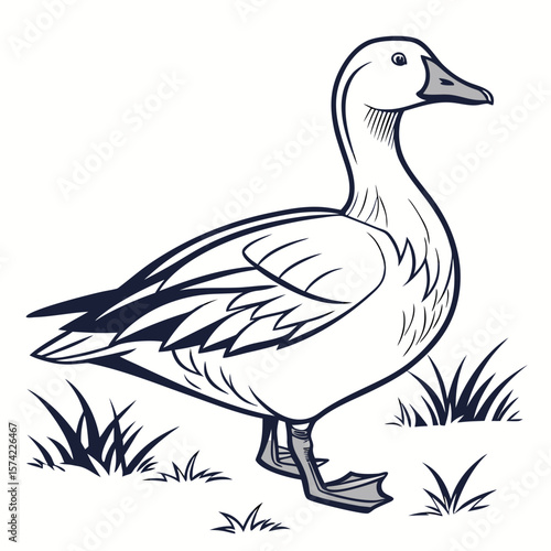 Goose standing in grass bird waterfowl