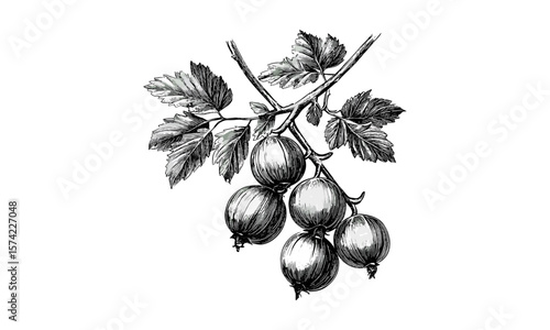 Vintage black ink engraving of Indian gooseberry amla, hand-drawn botanical illustration, healthy food sketch, old engraving style, herbal wellness decor, natural remedy art,