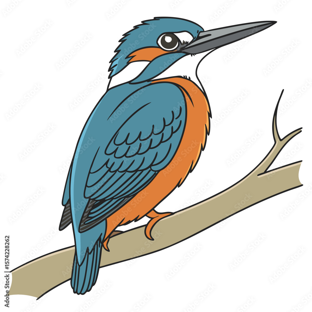 Fototapeta premium Blue and orange kingfisher perched on branch bird