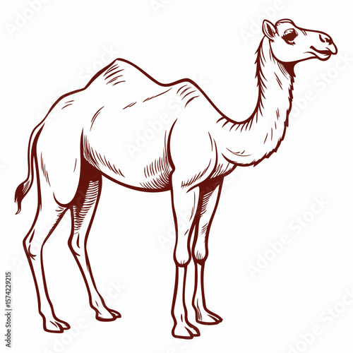 Elegant dromedary camel illustration with brown outline animal mammal