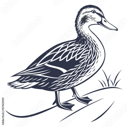 Detailed dark blue duck standing on grassy mound waterfowl bird