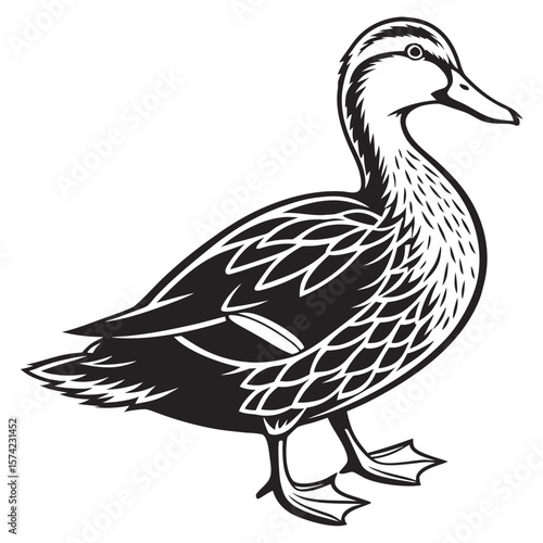 Detailed black and white duck illustration bird waterfowl