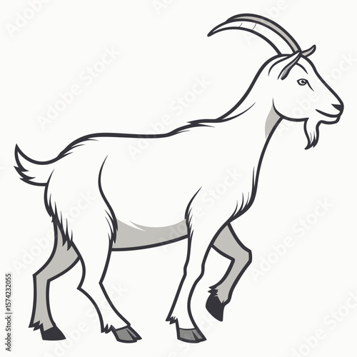 White goat with horns and beard walking animal mammal