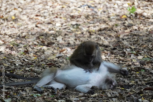 Canvas Print Tired monkey rests flat on the forest ground covered in brown leaves, taking a break from activity in the humid tropical afternoon heat