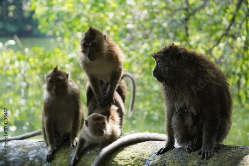 Gathering Outdoors	Troop of monkeys interacts on a rock surface near the forest edge, showing various ages and social behaviors in the bright afternoon sun.