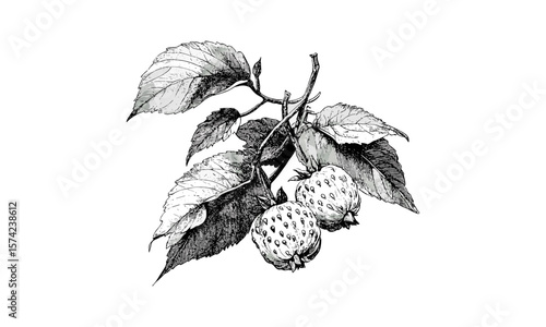 Mayapple fruit vintage sketch, antique botanical art, black ink engraving, retro natural print, hand-drawn illustration, stylish food decor, classic herbal drawing, old-fashioned artwork