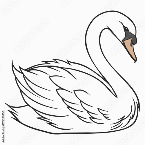 Elegant white swan with black outline and beige beak bird waterfowl