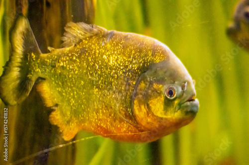 Ein Piranha schwimmt im Wasser