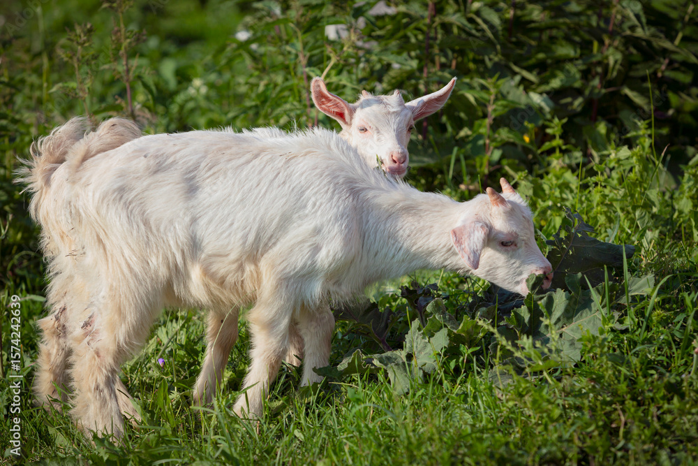 Beautiful little goats strolling through the village. Free grazing of baby goats. Beautiful little goats strolling through the village. Free grazing of baby goats.