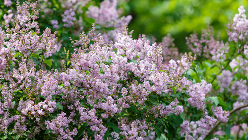 Hungarian lilac ( lat. Syringa josikaea ) is a shrubby plant, a species of the genus Lilac ( Syringa ) of the Olive family ( Oleaceae )