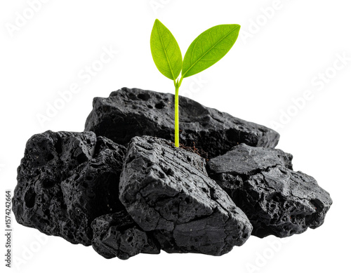 Young Green Plant Sprouting from Jagged Black Volcanic Rock – Isolated PNG