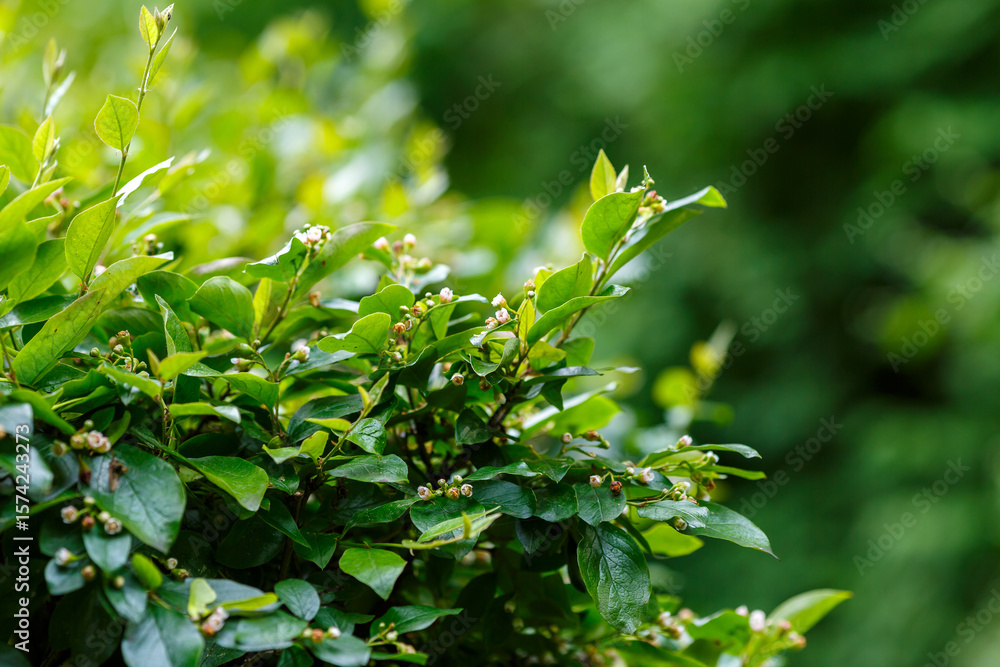 Obraz premium Cotoneaster lucidus, the shiny cotoneaster, or hedge cotoneaster