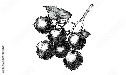 Old engraving style grape drawing, hand-drawn muscadine illustration, vintage southern fruit sketch, black ink botanical print, retro healthy food art, antique vine sketch,