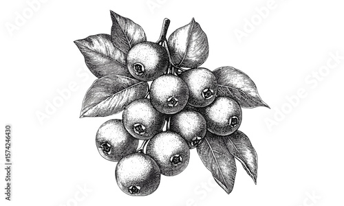 Botanical nance fruit art, vintage tropical berry cluster sketch, black ink illustration, retro plant decor, exotic edible fruit print, tropical botanical wall artwork,