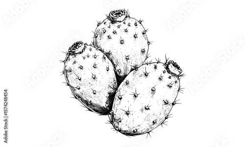 Old engraving cactus fruit art, hand-drawn prickly pear sketch, vintage botanical food style, trendy desert decor, antique black ink print, rustic plant design, cactus fruit print
