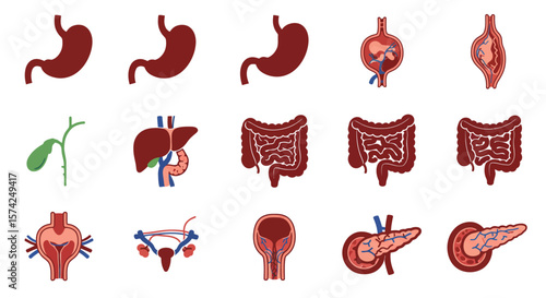 Diagram of human digestive and urinary system organs, showing various anatomical structures.
