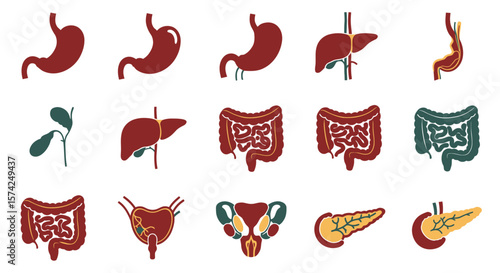 Collection of simplified anatomical illustrations depicting the human digestive system, including stomach, liver, intestines, and pancreas.