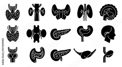 Silhouette illustrations of various human organs, including thyroid, kidneys, brain, stomach, and pancreas.