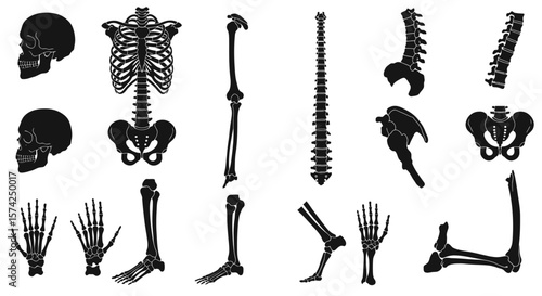 Collection of human skeletal system anatomical illustrations.