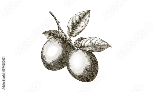 Hand-drawn sapodilla fruit engraving, vintage tropical sketch, retro botanical drawing, antique food decor, black ink illustration, old engraving style, exotic fruit art, nature print design