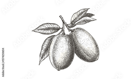 Sapodilla fruit vintage engraving, hand-drawn tropical botanical sketch, retro food illustration, antique black line art, old style engraving, exotic plant decor, natural fruit drawing