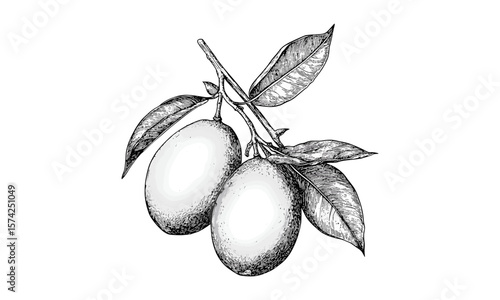 Vintage engraving of sapodilla fruit, hand-drawn tropical sketch, antique botanical drawing, retro food decor, black line art, old style illustration, exotic fruit print, tropical plant art