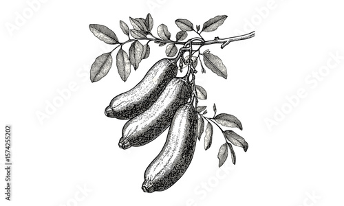 Tamarind pods vintage engraving, black ink botanical sketch, old engraving style tropical fruit, retro wall art, antique print decor, hand-drawn natural science illustration