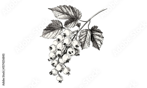 Hand-drawn white currant fruit, vintage engraving style, botanical sketch, retro black ink illustration, trendy home decor, rustic fruit art, natural history print, classic food drawing