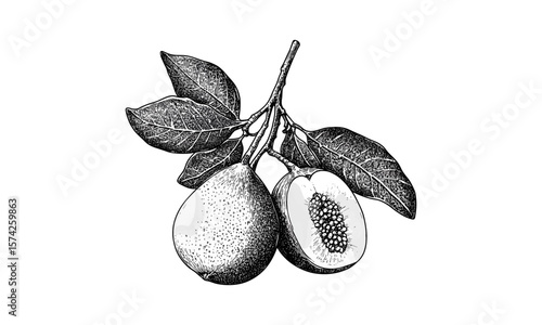 Guava vintage engraving, trendy botanical sketch, hand-drawn tropical fruit illustration, retro ink print, black sketch, old engraving style, tropical garden art, natural health motif, vintage
