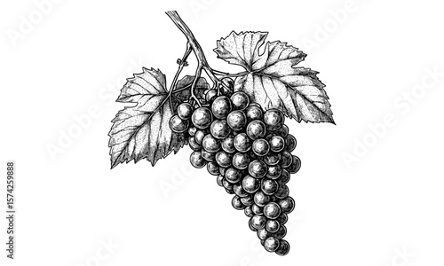 Vintage grapes bunch engraving, hand-drawn black ink illustration, detailed berry cluster, antique sketch effect, vineyard decor, old engraving style, rustic wine label design