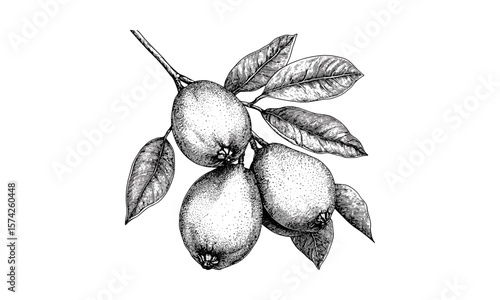 Hand-drawn guava engraving, tropical fruit illustration, vintage print in retro ink style, botanical sketch, black sketch, old engraving style, exotic fruit art, natural decor, herbal design