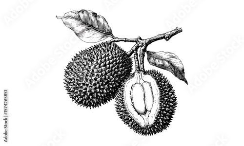 Hand-drawn durian fruit engraving, tropical botanical sketch, vintage black ink style, exotic tropical food art, retro print, old engraving style, natural history illustration, exotic decor