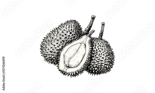 Vintage durian fruit engraving, hand-drawn botanical illustration, tropical food sketch, black ink retro print, exotic fruit decor, old style engraving, tropical plant art, antique nature print