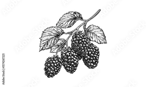 Hand-drawn mulberry berry sketch, vintage botanical engraving, retro ink art, old style illustration, natural food decor, rustic plant drawing, detailed berry cluster art