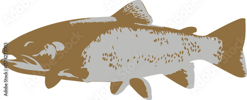 Detailed rainbow trout fish aquatic wildlife silhouette studio shot on black background
